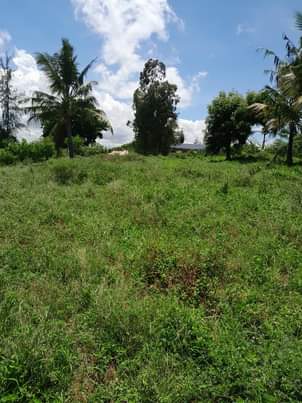 bamburi