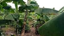 A picture of 50 by 100 plot kibanja on sale with banana plantation