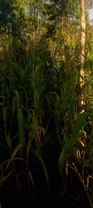 A picture of QUICK LAND FOR SALE
