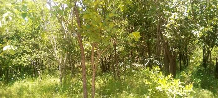 A picture of Shamba la eka 100 linauzwa mbwewe bagamoyo