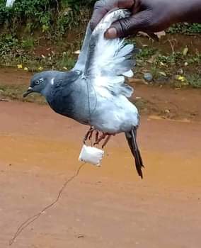 A picture of Salongo Mugabii still continues to solve love issues catching thieves