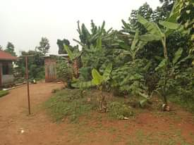A picture of Quick sale 6m Plot size 40by30ft located at matugga Kigogwa