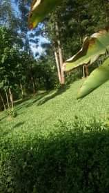 grass