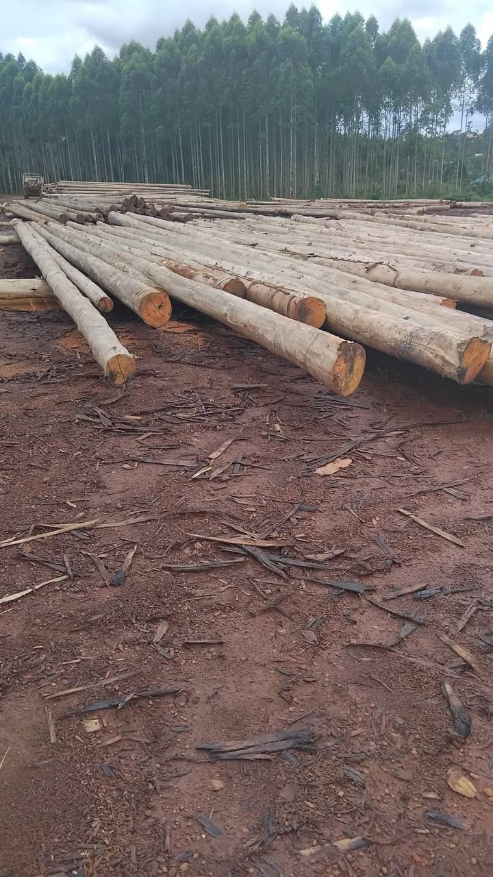 A picture of Treated Electricity poles for sell in different sizes