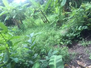 A picture of Kiwanja kinauzwa