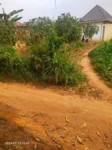 A picture of Polot