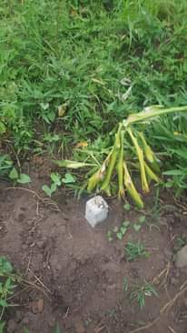 A picture of Land for sale