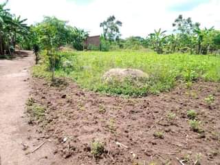 A picture of PLOT 68 125FT FOR SALE IN NAKASEKE KAPEEKA 4KM FROM
