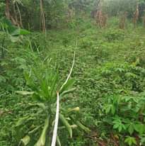 A picture of PLOT FOR SALE IN NATETTA
