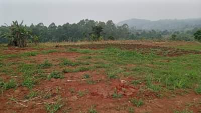 Galiwango F.