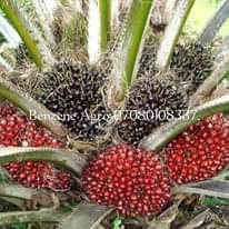 A picture of Hybrid Malaysia Supergene sprouted palm seeds