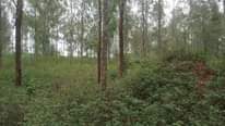 A picture of 50 Acres Nakaseke Butalangu at 10m per acre Full of