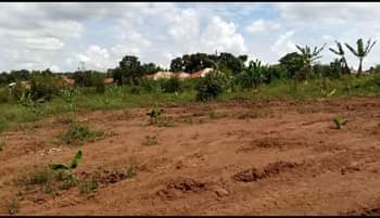 A picture of Busukuma plots on sale 25km from Kampala they are only