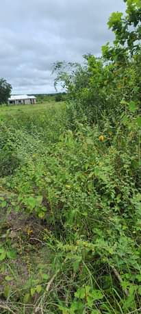 A picture of Shamba rinauzwa kiwangwa bagamoyo kwa mawasiriano 0783496873