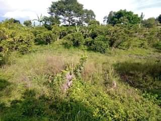 A picture of 1 FERTILE ACRE FOR SALE 7M