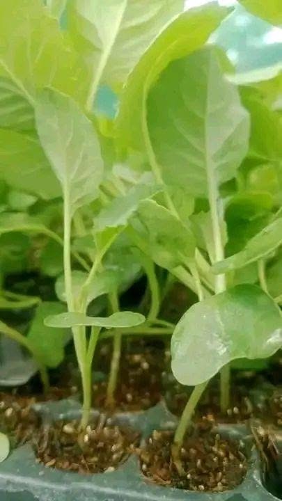 seedlings