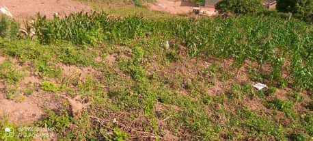 A picture of A titled plot of land 12 4 decimals