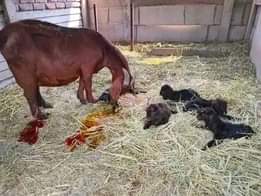 A picture of FEW GOATS REMAINING FOR GRAB WITH FREE DELIVERIES DONE ACROSS