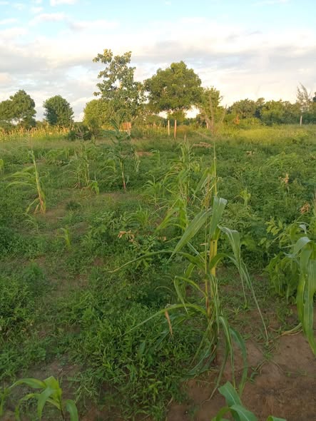 agricultural