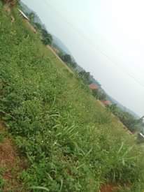 A picture of 100 by 100 ft for sale along katosi road it