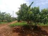 A picture of Become alandlord at buloba mityana rd