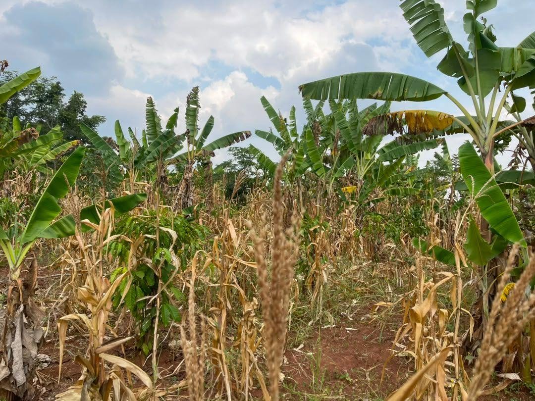 A picture of 50 DECIMALS FOR SALE IN NAKASEKE KAPEEKA BULEMA
