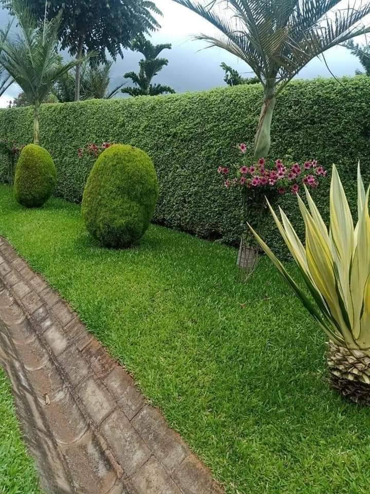 grass