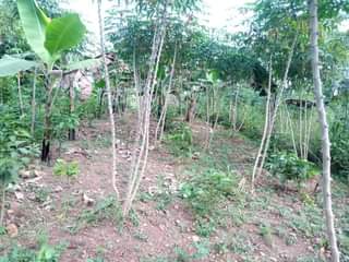 A picture of Plot 25 120ft for sale in Nakaseke Kapeeka Kuffu village