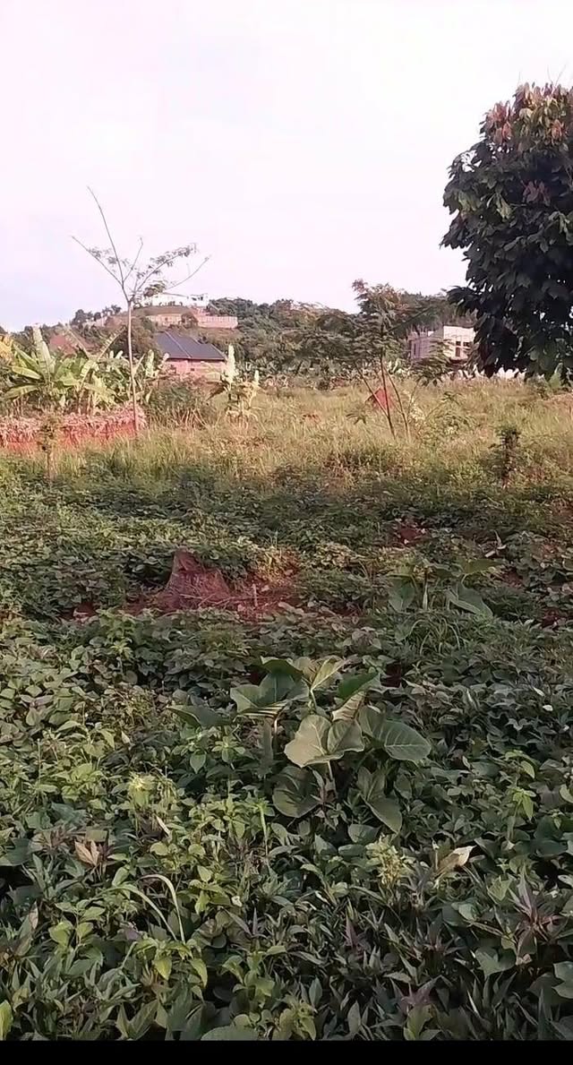 A picture of Plot Kibanja