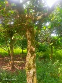 A picture of Land