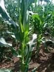 A picture of 1acre at 13 5m 7km from kikyusa town
