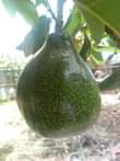 A picture of Miche ya matunda ya mda mfupi miaka miwili hadi mitatu