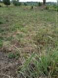 A picture of 2 fertile acres on sale both at 26m 10km from