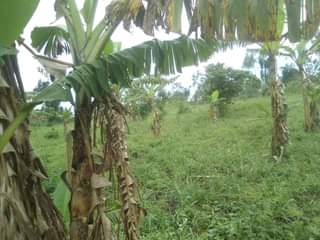 A picture of 3 FERTILE ACRES FOR SALE IN NAKASEKE KIVUMU 15M PER
