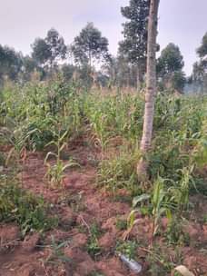 A picture of Plot for sale Price 8millions