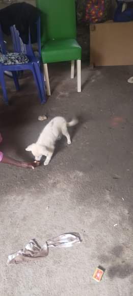 A picture of Pet dog for sale Price 60k negotiable Location city college