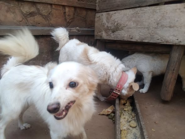 A picture of Sale pet 0754150013