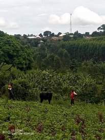 A picture of 2 acres and half private mailo land for sale price