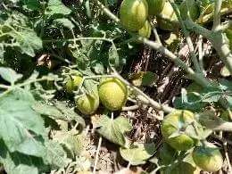A picture of ANTI MR PROPERTY MANAGEMENT 2 ACRES FOR SALE LOCATED AT