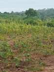 A picture of Shamba kiwanja