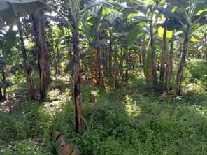 A picture of Half acre of land Private mailo land Location Bombo ku