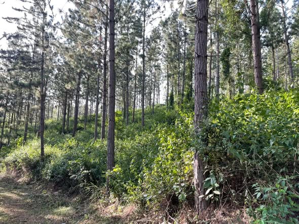 A picture of 60 TITLED ACRES FOR SALE IN NAKASEKE KAPEEKA