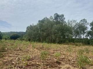 A picture of 2acres 15decimals of land in busika kalangala at shs 110m