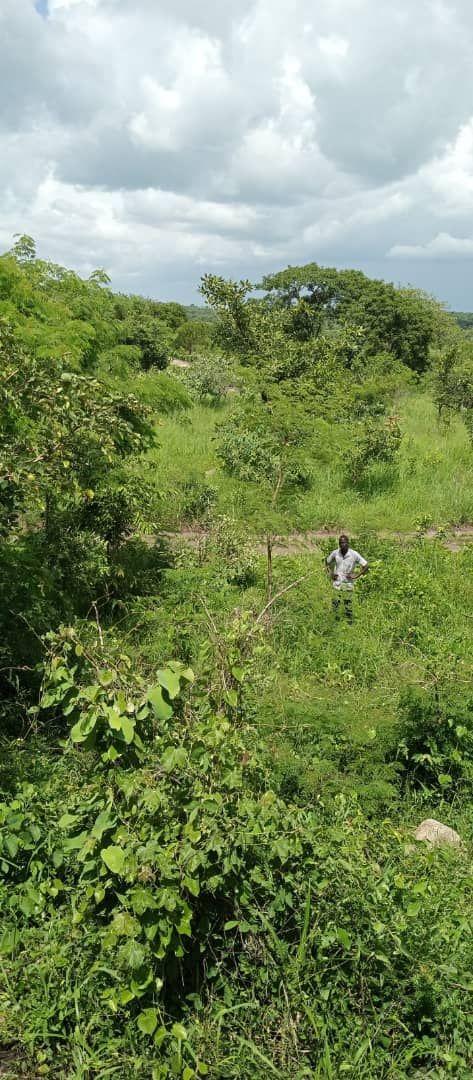 A picture of Land