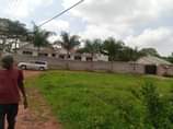 A picture of Gayaza kijabijo quick sale