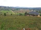 A picture of 50x100ft Wakiso Kakiri gobero mainroad plots Ready private mailo titles