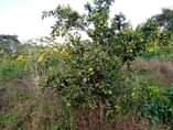 A picture of Sixteen acres of land for sale