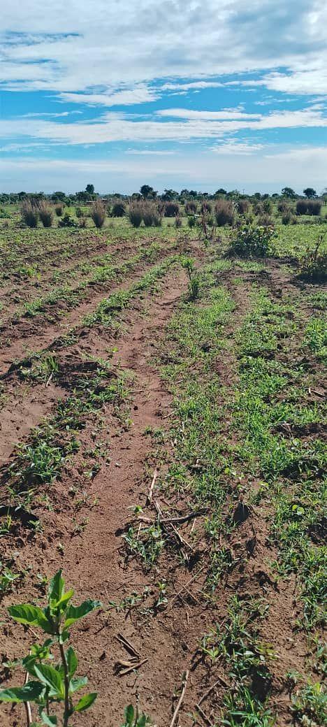 A picture of LAND FOR SALE SIZE 1 5 ACRES 0989849411