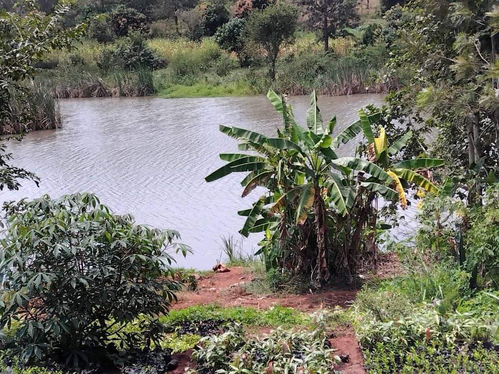 agricultural