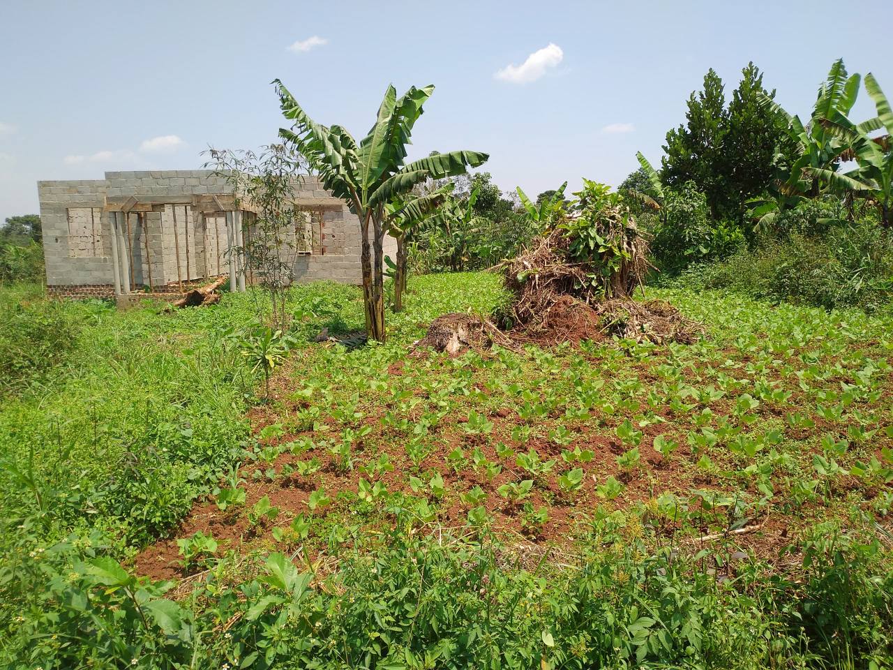 A picture of LAND FOR SALE. 35 100 100 10ft. price is 5.7m.